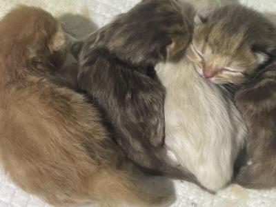 Elias Cattery Newborns - Scottish Fold - Gallery Photo #1