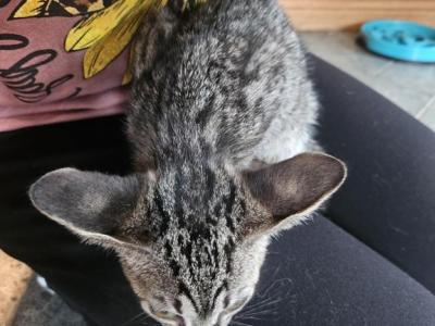 Savannah Kittens - Savannah - Gallery Photo #1