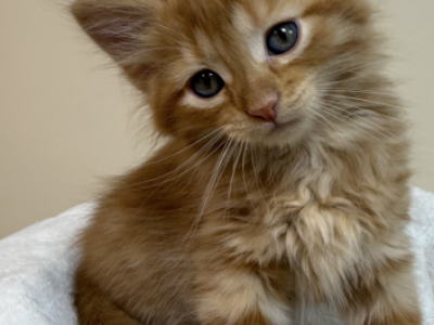 Orange Ragdoll Mix - Ragdoll - Gallery Photo #1