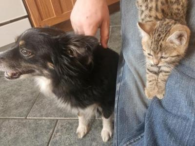 Bengal Kittens Vaccinated Payment Plans Available - Bengal - Gallery Photo #1