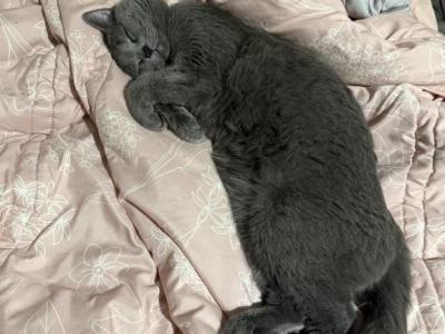 Mouse - Russian Blue - Gallery Photo #1