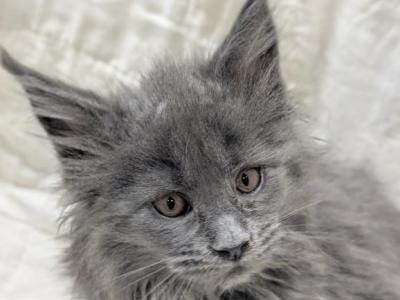 Female Maine Coon - Maine Coon - Gallery Photo #1