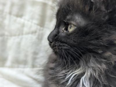TICA Maine Coon - Maine Coon - Gallery Photo #1