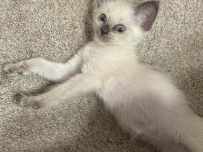 Purebred Siamese - Siamese - Gallery Photo #1