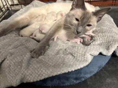 Purebred Siamese - Siamese - Gallery Photo #1