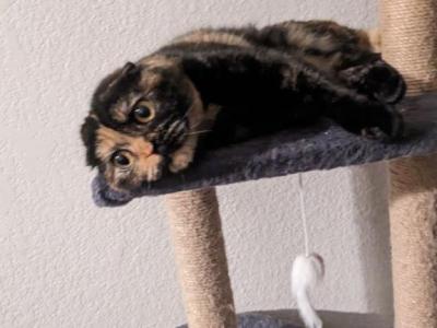 Shea - Scottish Fold - Gallery Photo #1