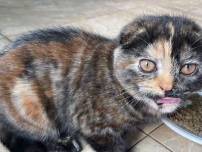 Shea - Scottish Fold - Gallery Photo #1