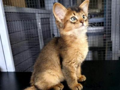 Tynn - Somali - Gallery Photo #1