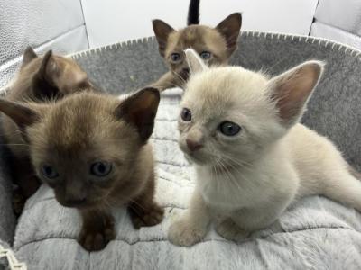Burmese - Burmese - Gallery Photo #1