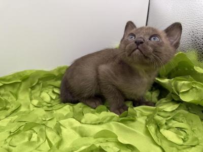 Tonkinese - Tonkinese - Gallery Photo #1