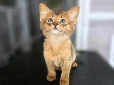 Lynsie - Somali - Gallery Photo #1