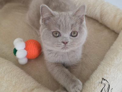Zuzu - British Shorthair - Gallery Photo #1