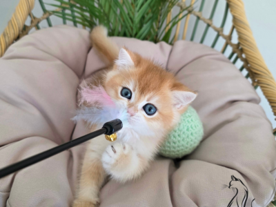 Basil - British Shorthair - Gallery Photo #1