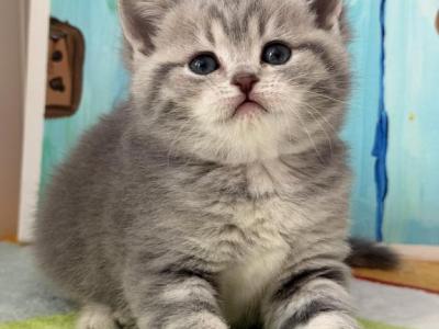 Mamba - Scottish Straight - Gallery Photo #1