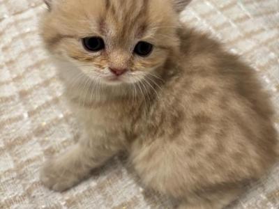 Gina - British Shorthair - Gallery Photo #1