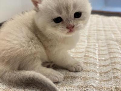 Bru - British Shorthair - Gallery Photo #1