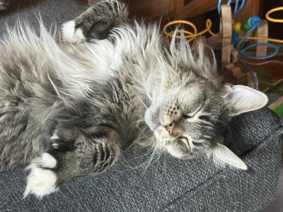 Lynx - Maine Coon - Gallery Photo #1