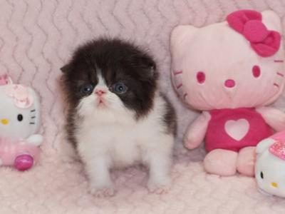 Show Quality Black And White Bi Color - Persian - Gallery Photo #1