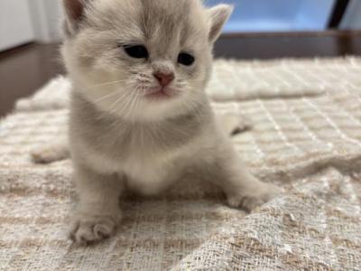 Lisa - British Shorthair - Gallery Photo #1