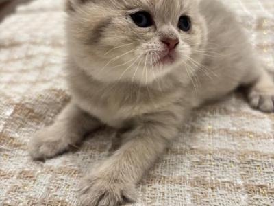 Emma - British Shorthair - Gallery Photo #1