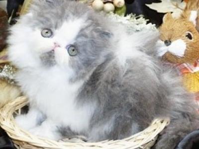 Show Quality Blue And White Bi Color - Persian - Gallery Photo #1