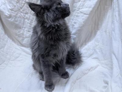 TICA Maine Coon Male - Maine Coon - Gallery Photo #1