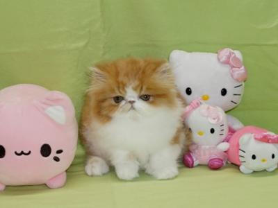 Show Quality Red And White Bi Color - Persian - Gallery Photo #1