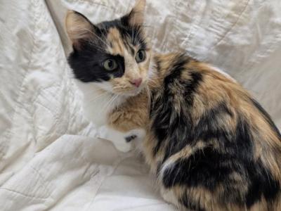 Adult Munchkin - Munchkin - Gallery Photo #1