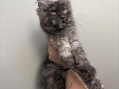 Freya Silver Torti - Maine Coon - Gallery Photo #1