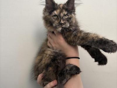 Fiona Torti - Maine Coon - Gallery Photo #1