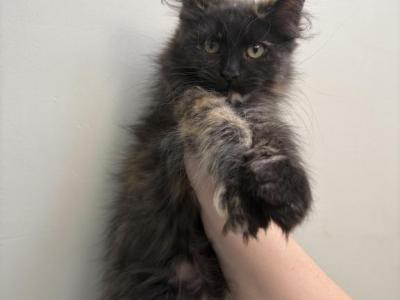 Fawn Dark Torti - Maine Coon - Gallery Photo #1