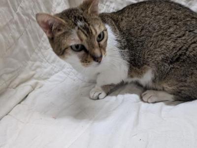 Female Munchkin - Munchkin - Gallery Photo #1