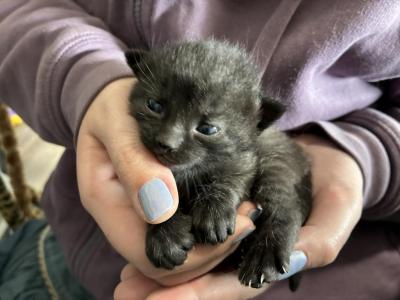 Lavender Of Topaz - Polydactyl - Gallery Photo #1