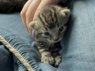 Marigold Of Topaz - Polydactyl - Gallery Photo #1