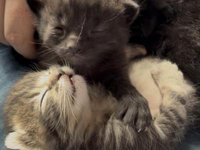 Tiger Lily Of Topaz - Polydactyl - Gallery Photo #1