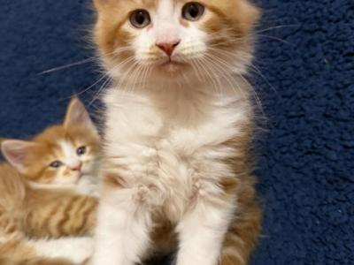 Cheddar - Maine Coon - Gallery Photo #1