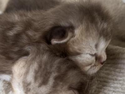 Chocolate Marble - Scottish Fold - Gallery Photo #1