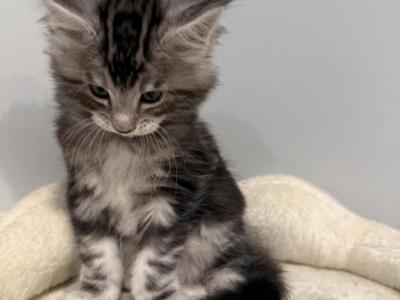 Thitan - Maine Coon - Gallery Photo #1