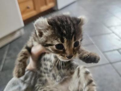 Curled Ear Kittens - American Curl - Gallery Photo #1