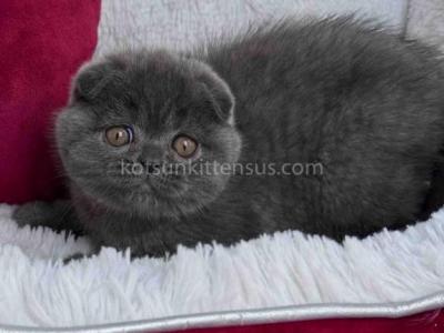 Eastvale CA Scottish Fold Boy Pepper Blue Solid - Scottish Fold - Gallery Photo #1