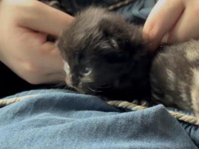 Petunia Of Topaz - Domestic - Gallery Photo #1