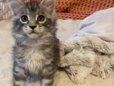 Devchulya - Maine Coon - Gallery Photo #1