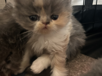 Cait - Persian - Gallery Photo #1