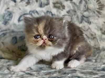 Miss Puff The Dilute Calico - Persian - Gallery Photo #1