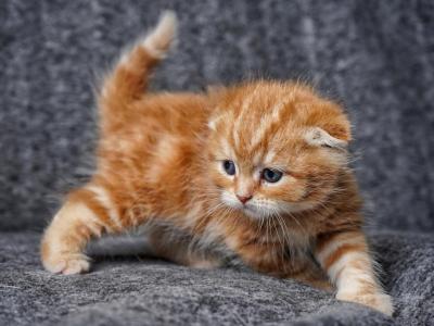 Bobby - Scottish Fold - Gallery Photo #1