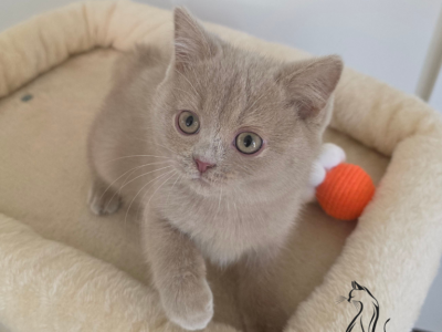 Zeus - British Shorthair - Gallery Photo #1