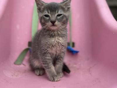 Gray Domestic Male - Domestic - Gallery Photo #1