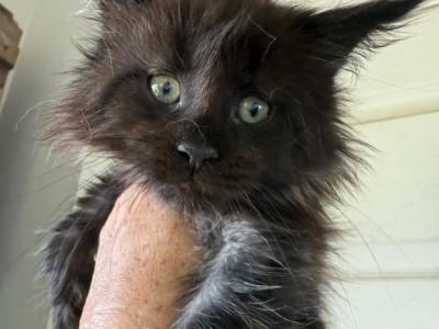 Shelley - Maine Coon - Gallery Photo #1