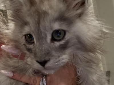 Alvin - Maine Coon - Gallery Photo #1