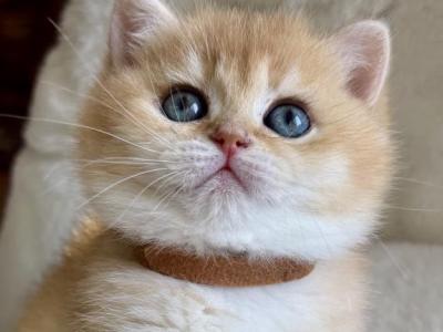 Plushie - British Shorthair - Gallery Photo #1